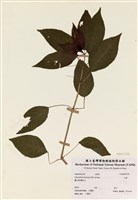 藏品(山靛)的圖片